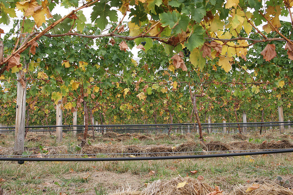 Irrigation in viticulture - Wikipedia