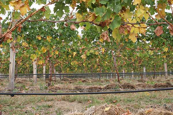 A vineyard with a drip irrigation system running along the bottom of the vines