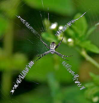 Argiope catenulata Grass cross spider (Argiope catenulata)- Female W IMG 2741.jpg