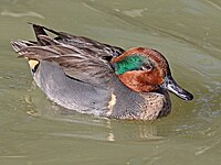 Teal, Green-winged ♂ Anas crecca