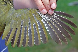 The wing of a woodpecker Green Woodpecker wing.jpg