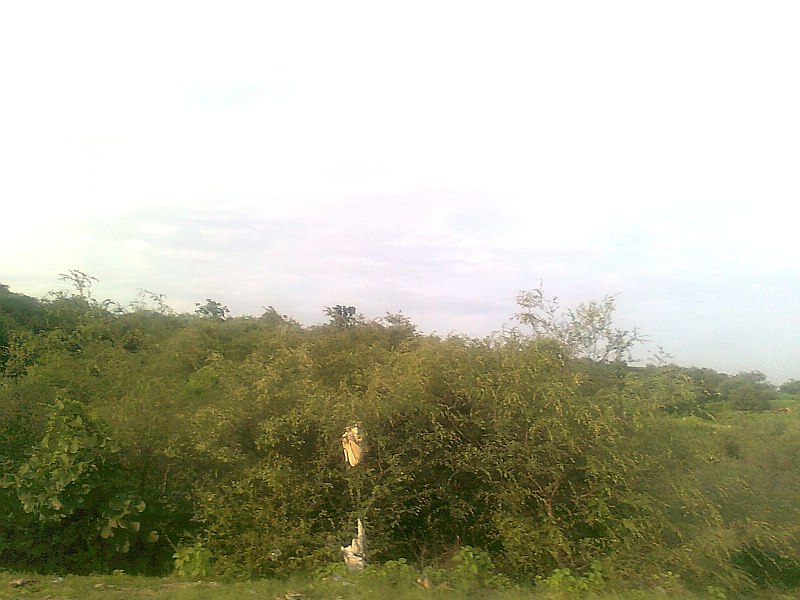 File:Greenary of shani Parwat near Shanischara Temple ,Morena (M.P.) - panoramio (6).jpg