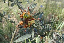 Grevillea floribunda.jpg