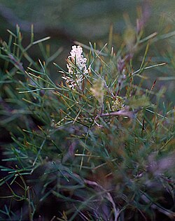 Grevillea rara.jpg