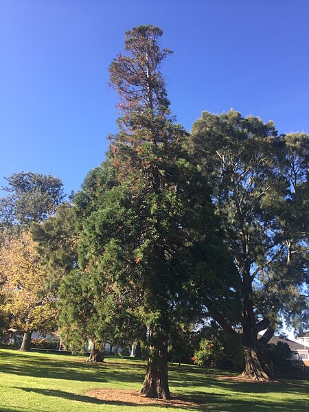 File:Gribblehirst Park Sequoiadendron giganteum.jpg