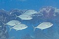 * Nomination Group of bluefin trevallies (Caranx melampygus), Ras Muhammad National Park, Egypt --Poco a poco 08:43, 30 June 2022 (UTC) * Promotion  Support Good quality. --Ermell 10:13, 30 June 2022 (UTC)