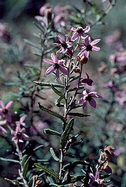 Guichenotia angustifolia.jpg