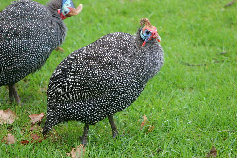 File:Guineafowl 2 - sb616.JPG