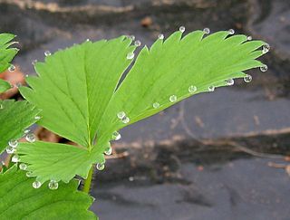 Hydathoden oder Wasserspalten 