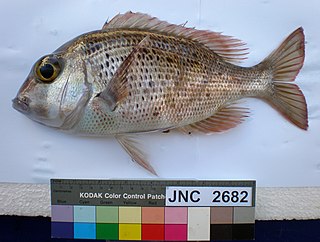 <i>Gymnocranius</i> Genus of fishes