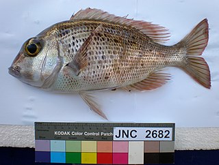 <i>Gymnocranius</i> genus of fishes