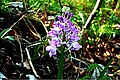 eine Dactylorhiza?...