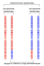 Миниатюра для Гомологичная рекомбинация