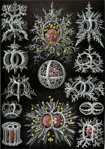 http://upload.wikimedia.org/wikipedia/commons/thumb/6/6e/Haeckel_Stephoidea.jpg/422px-Haeckel_Stephoidea.jpg