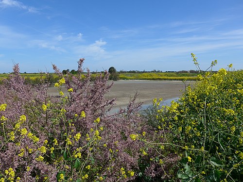 Hedges protecting the salt marshes