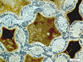 Thin-section of Halysites (Silurian tabulate coral).