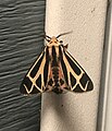 Harnessed Tiger Moth (Apantesis phalerata).jpg