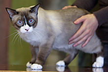 Young snowshoe cat at a cat show in Finland Hattikatin Lumipyry.JPG