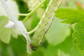 caterpillar