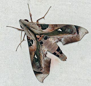 <i>Madoryx plutonius</i> Species of moth