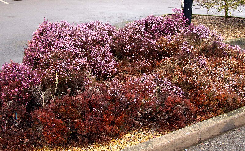 File:Heather flowerbeds at the Family Farm Services - geograph.org.uk - 1743777.jpg