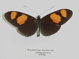 Heliconius microclea