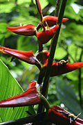 Heliconia tortuosa