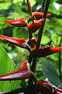 <i>Heliconia tortuosa</i> species of plant