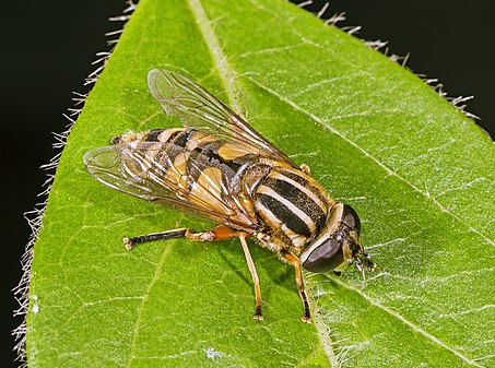 Sun fly Helophilus pendulus