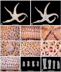 File:Henricia djakonovi (10.3390-taxonomy3010004) Figure 1.png (Category:Henricia djakonovi)