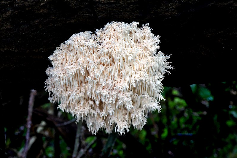 File:Hericium coralloides. (38793106882).jpg