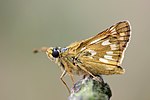 Hesperia comma – Flügelunterseite