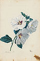 Hibiscus 18th century.jpg
