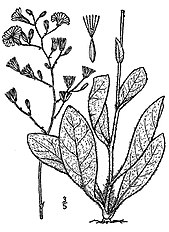 <center>Hieracium gronovii</center>