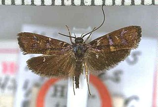 <i>Hierodoris iophanes</i> Species of moth, endemic to New Zealand