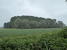 Hilgay Heronry 1.jpg