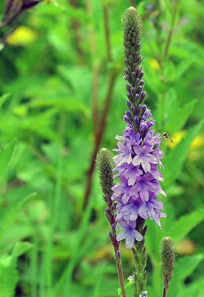 File:Hoary vervain is a native perennial that prefers sun, fields and prairies. (19287545439).jpg