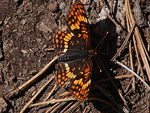 Hoffmann's Checkerspot Butterfly - Chlosyne hoffmanni (9403884612) .jpg