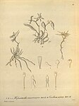 Hofmeisterella eumicroscopica and Cyrtochilum meirax (as Oncidium meirax) - Xenia vol.jpg