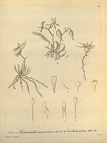 Hofmeisterella eumicroscopica و Cyrtochilum meirax (به عنوان Oncidium meirax) - Xenia vol.jpg