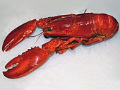Homarus americanus, 'American lobster'