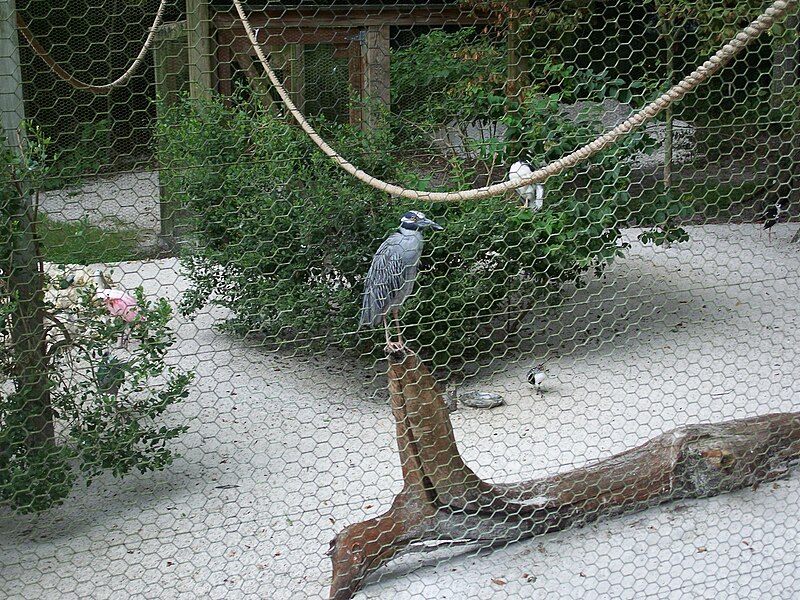 File:Homosassa Springs State Park west blue bird01.jpg