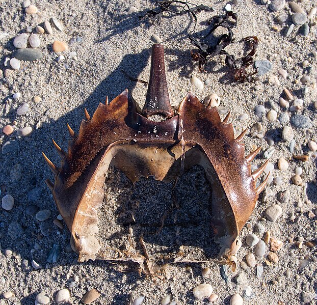 File:Horseshoe crab shell (52231).jpg