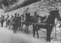 Artillerie de montagne austro-hongroise démontée et transportée à dos de mule, v. 1915-1918.