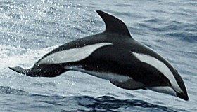 Hourglas dolphin crop (cropped).jpg