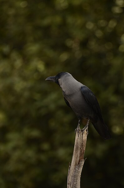 File:House Crow (Corvus splendens) from Villupuram dt JEG6457.JPG