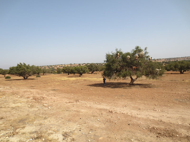 File:Huile d'argan 006.JPG