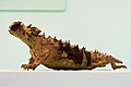 Tüskés ördög (Moloch horridus)