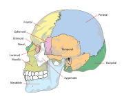 Side bones of skull Human skull side simplified (bones).svg