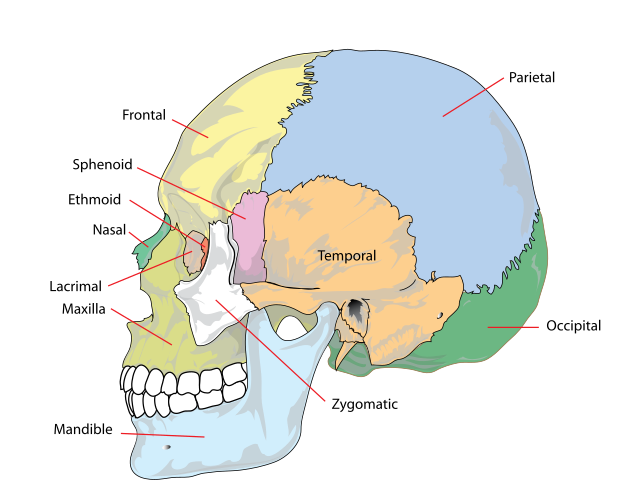 The skull bones anterior view